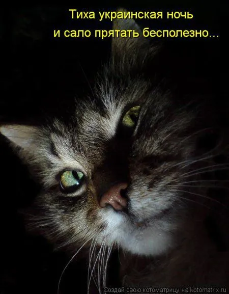 И снова котоматрицы И снова котоматрицы
