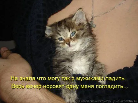 И снова котоматрицы И снова котоматрицы