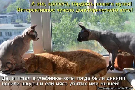 И снова котоматрицы И снова котоматрицы