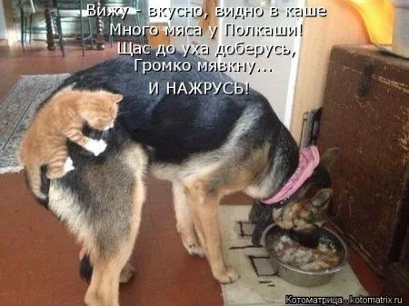 И снова котоматрицы И снова котоматрицы