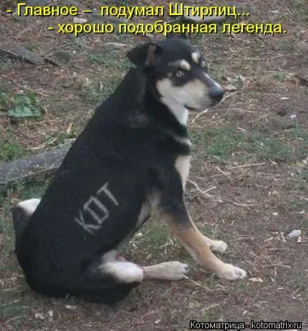 И снова котоматрицы И снова котоматрицы