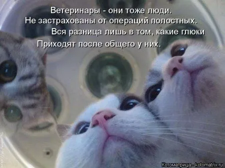 И снова котоматрицы И снова котоматрицы