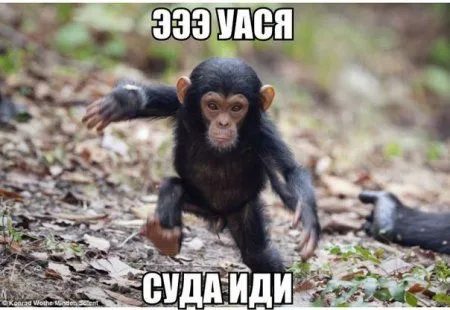 Суда иди!! Тут фотоприколы