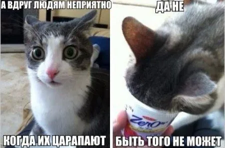Пост смешных картинок. Фотоприколы кароч Пост смешных картинок. Фотоприколы кароч