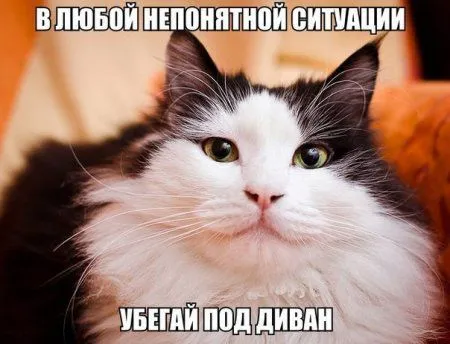 Пост смешных картинок. Фотоприколы кароч Пост смешных картинок. Фотоприколы кароч