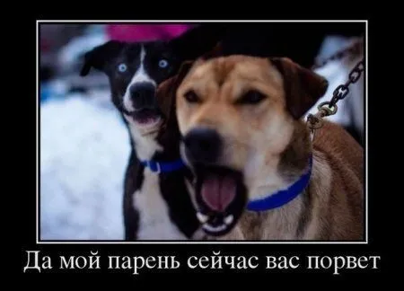 Немного демотиваторов