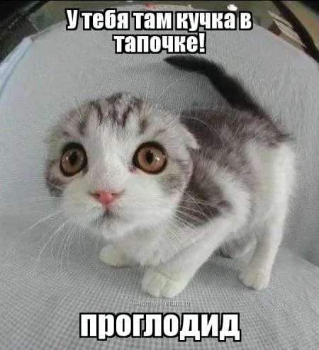 Смешная котоматрица