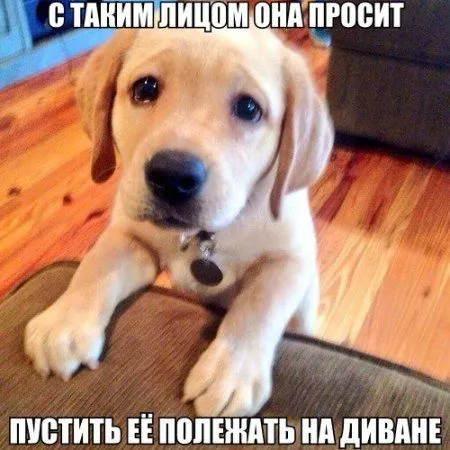 Приколы на ночь глядя