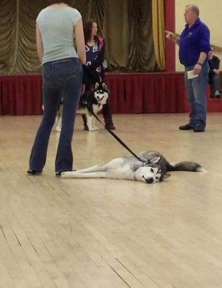 Приколы на ночь глядя