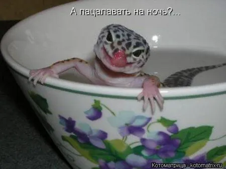 Приколы на ночь глядя