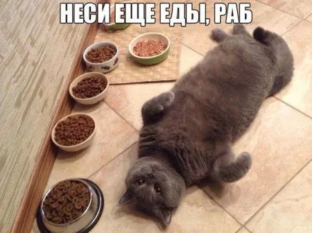 Смотри приколы, спасайся от скуки