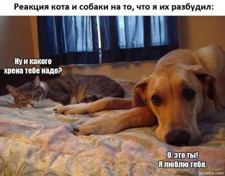 Смотри приколы, спасайся от скуки