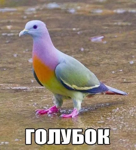 Фотоприколы - это круто