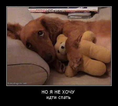 Демотиваторы Демотиваторы
