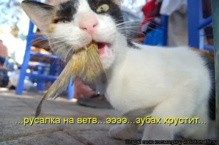 Хорошие котоматрицы приближают пятницу..