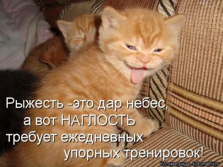 Хорошие котоматрицы приближают пятницу..