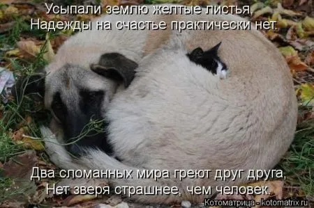 Хорошие котоматрицы приближают пятницу..