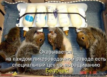 Хорошие котоматрицы приближают пятницу..