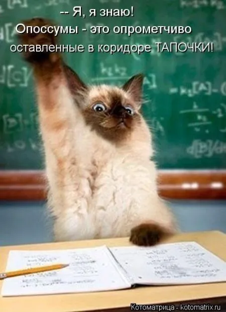 Хорошие котоматрицы приближают пятницу..