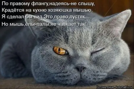 Хорошие котоматрицы приближают пятницу..
