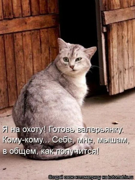 Хорошие котоматрицы приближают пятницу..