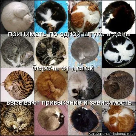 Хорошие котоматрицы приближают пятницу..