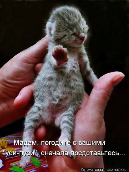 Хорошие котоматрицы приближают пятницу..
