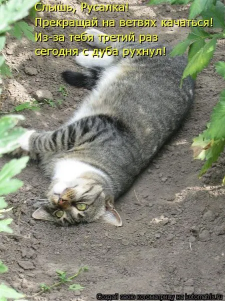 Хорошие котоматрицы приближают пятницу..
