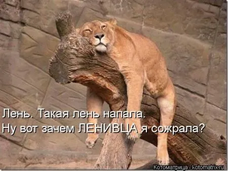 Хорошие котоматрицы приближают пятницу..