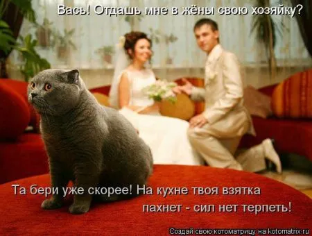 Хорошие котоматрицы приближают пятницу..