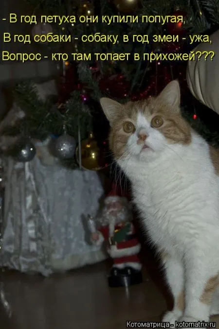 Хорошие котоматрицы приближают пятницу..