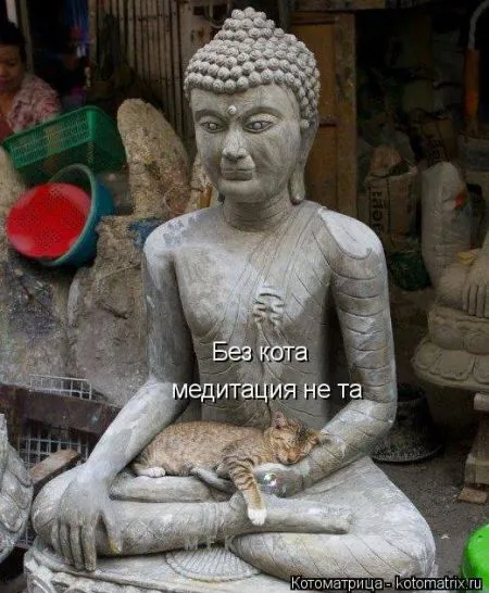 Хорошие котоматрицы приближают пятницу..