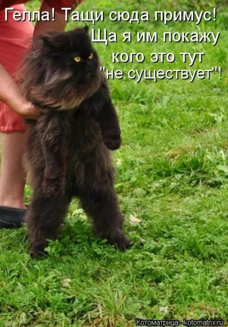 Хорошие котоматрицы приближают пятницу..