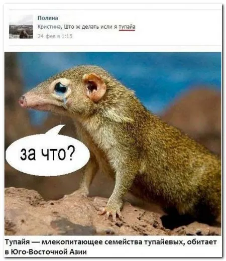 Смешные комменты из соцсетей
