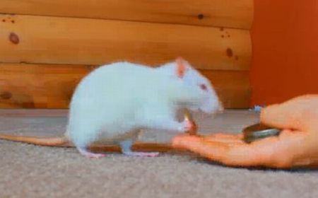 Специально обученные крысы