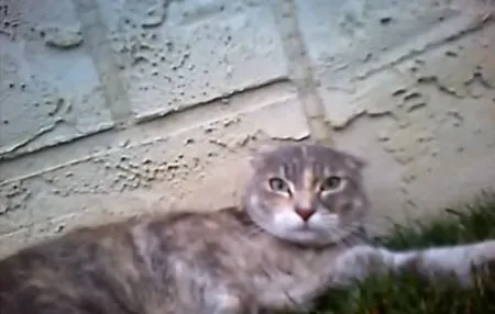 Схватка с котом глазами кота