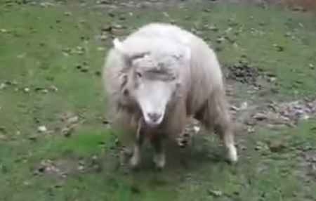 Овца-собака