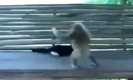 Макака дразнит котёнка
