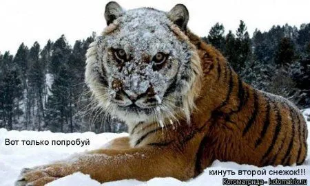 Майская котоматрица Майская котоматрица