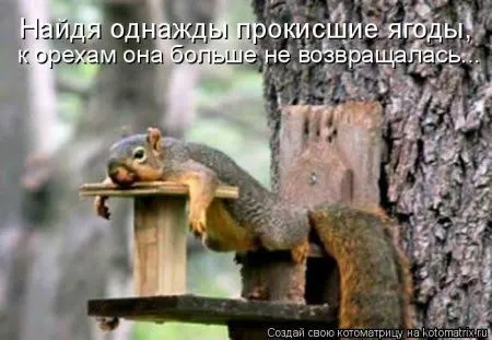 Майская котоматрица Майская котоматрица