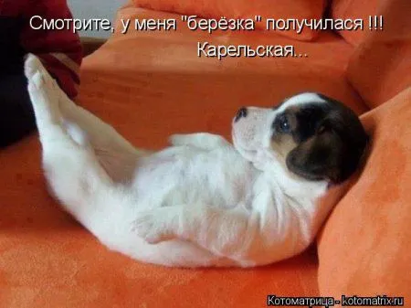 Майская котоматрица