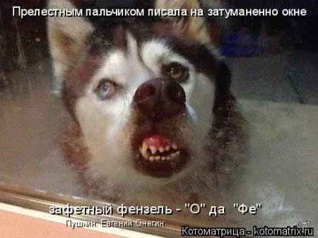 Майская котоматрица Майская котоматрица