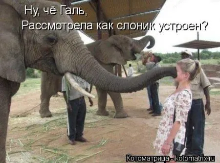 Майская котоматрица Майская котоматрица