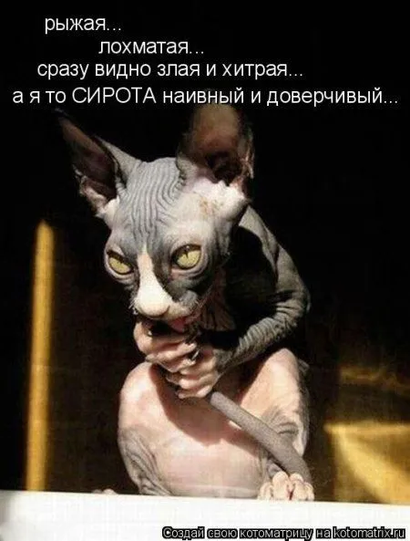 Майская котоматрица Майская котоматрица