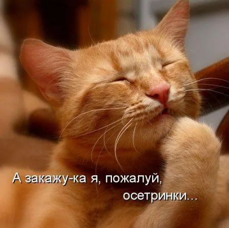 Майская котоматрица Майская котоматрица
