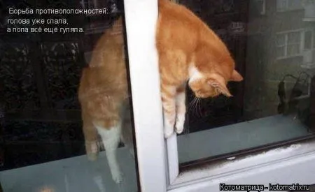 Майская котоматрица Майская котоматрица