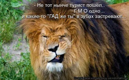 Майская котоматрица Майская котоматрица
