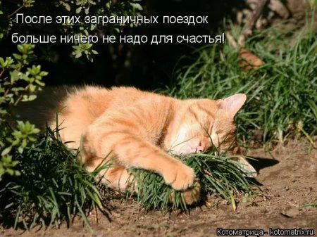 Майская котоматрица Майская котоматрица