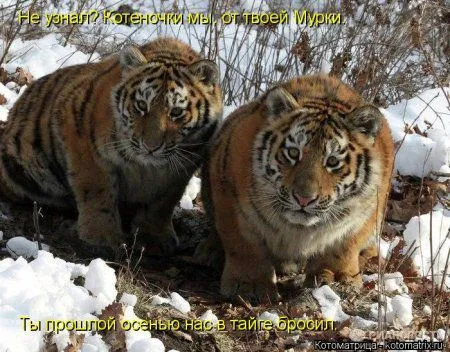 Майская котоматрица Майская котоматрица