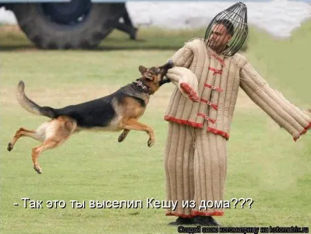 Майская котоматрица Майская котоматрица